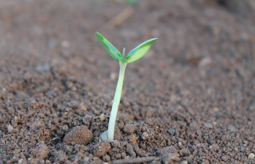 Crecimiento Verde