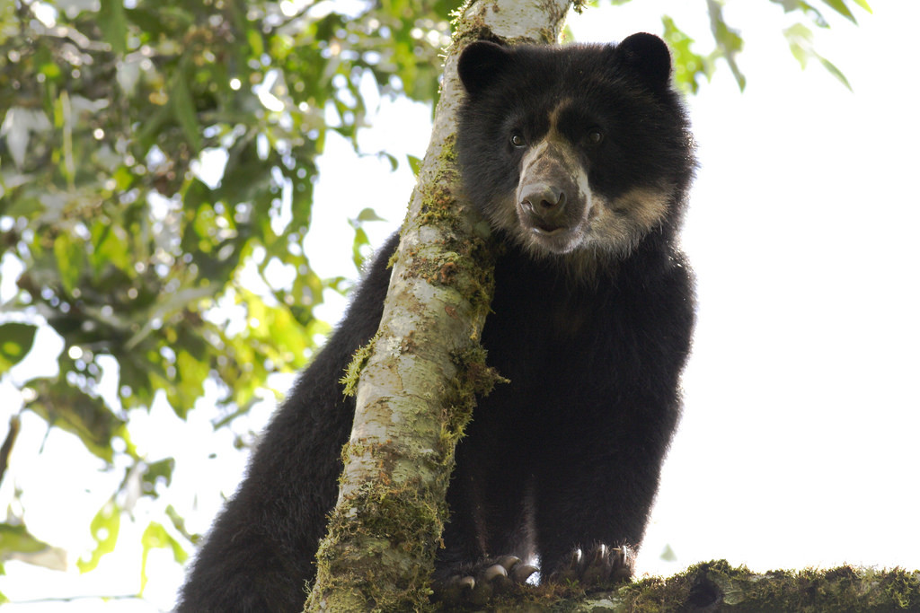 Oso de Anteojos