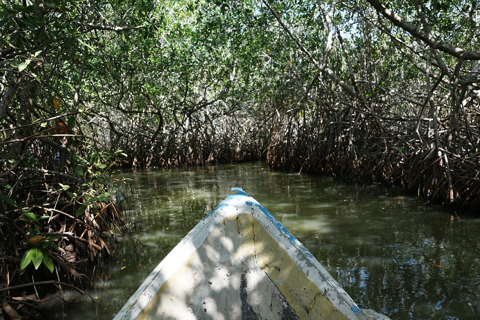 mangroves-1153232_960_720