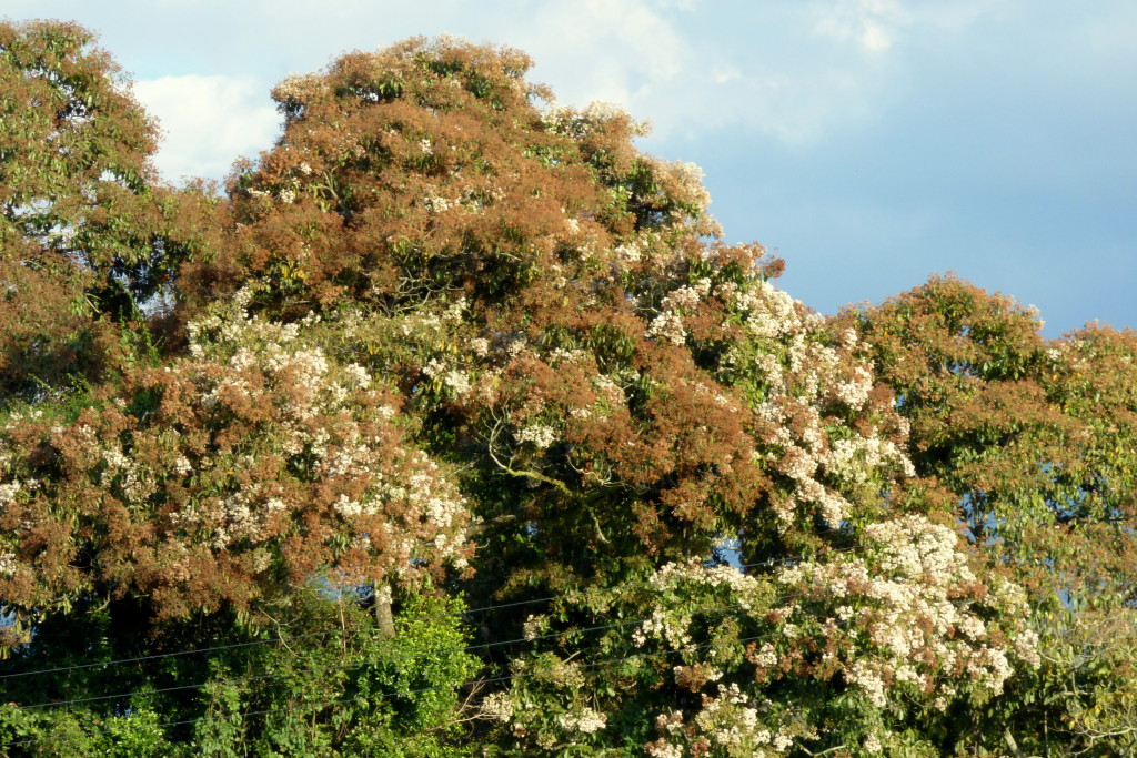 Nogal_cafetero_(Cordia_alliodora)_-_Flickr_-_Alejandro_Bayer