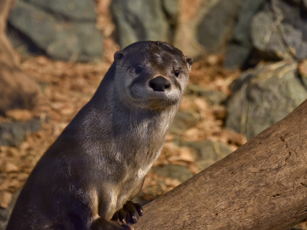 river-otter-at-zoo